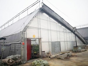 Daylight Greenhouse