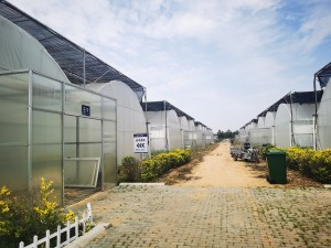 Continuous Greenhouse